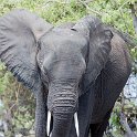 BWA NW Chobe 2016DEC04 NP 087 : 2016, 2016 - African Adventures, Africa, Botswana, Chobe National Park, Date, December, Month, Northwest, Places, Southern, Trips, Year